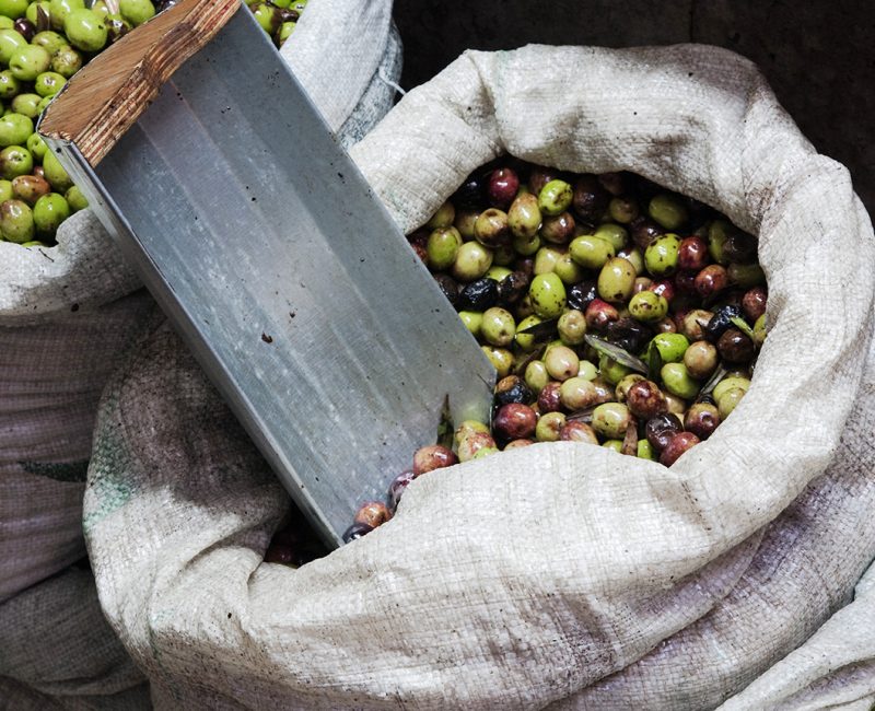 Bags of freshly harvested olives ready for pressing